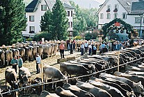 06F15p17_08A.jpg